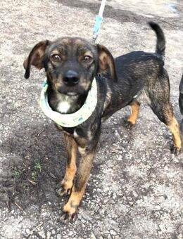 Freundlich, zutraulich ... Bobbels - Berlin