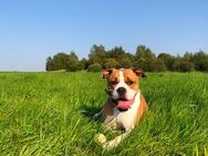 American Bulldog Border -colly Mix - Quickborn (Landkreis Pinneberg)