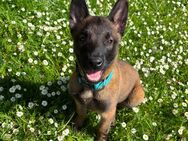 X Herder Welpe - Velbert