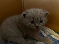 BKH Babykatzen - Homburg