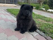 Chow chow welpe - Hürth