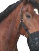 Nylon Maulkorb Pferde Halfter Nylonhalfter Fressbremse Pferdemaulkorb Beißkorb in 55595