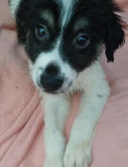 Duke sucht ein aktives Zuhause - Berlin