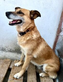 Ruhige Luna sucht ein schönes Zuhause - Großefehn