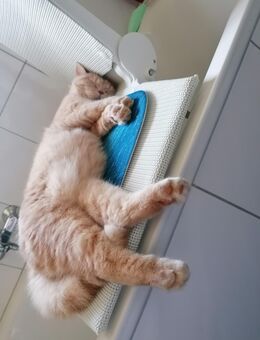 BKH Kater - Herne