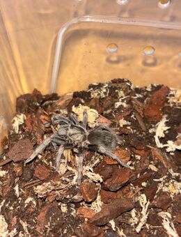Lasiodorides polycuspulatus Vogelspinne - Moringen