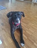 Hunde Welpe Mischling in 9500