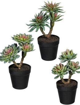 Kunstpflanze Sukkulenten Sukkulenten, Creativ green, Höhe 24 cm, im 3er Set