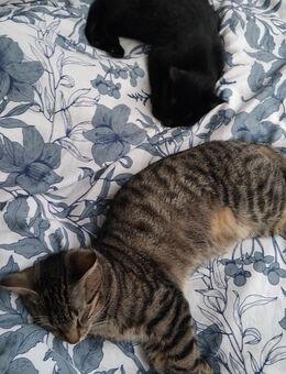 5 manate alte Katzen geschwister - Dortmund