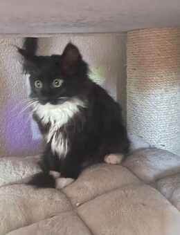 Maine Coon Kitten sucht neues liebevolles Zuhause - Göppingen