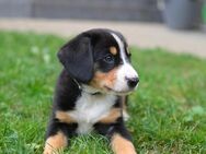 Entlebucher Sennenhund Welpen, noch 2 Hündinnen da, Rest reserviert - Etzbach