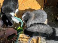 Kaninchen Rasselbande (5 Monate alt ) Mini Lion Lop und Zwergwidder - Hamburg Altstadt