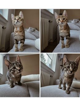 2 Kitten weiblich 16 Wochen alt suchen ein Zuhause - Langelsheim