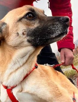 💜Kleine Daisy sucht ihr großes Glück🍀 - Eislingen (Fils)