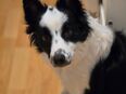 Hund Border Collie in 31303