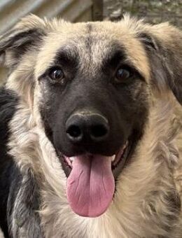 Anakin, geb. ca. 03/2025, GRIECHENLAND - Euskirchen