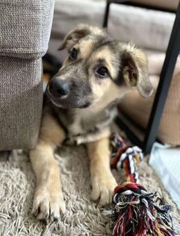 Kiko ist voller Lebensfreude 🐾 - Elsdorf (Nordrhein-Westfalen)