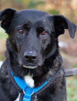 Onyx - Mischling - 4 Jahre - Tierhilfe Franken e.V. - Lauf (Pegnitz) Zentrum