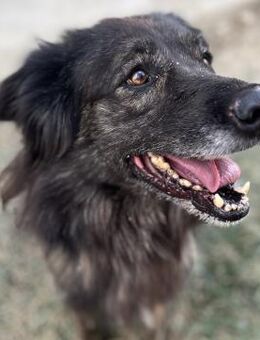 Bruna - Menschenbezogene & agile Hündin - Berlin