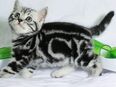 BKH Kitten Kätzchen Reinrassige in 42281