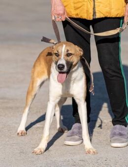 Verzweifelte Einzelkämpferin in Not..... - Kempen