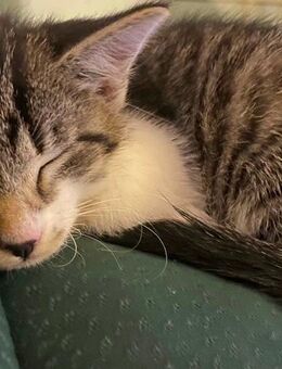 Babykatze darf ausziehen - Barby (Elbe) Groß Rosenburg
