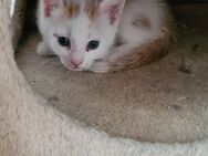Katzenbaby Sucht neues Zuhause - Walldorf (Baden-Württemberg)
