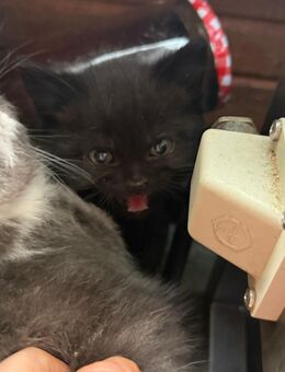 Süße Perser Mix Kitten - Hückelhoven Zentrum
