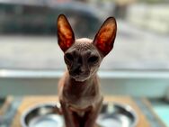Wunderschöne Don Sphynx Kitten, bluepoint - Zwickau