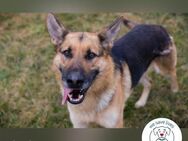 Flash Partner mit der kalten Schnauze - Kirchzell