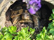 die letzten 3 Nachzuchten aus 2023 griechische Landschildkröten Schildkröte - Schönebeck (Elbe)