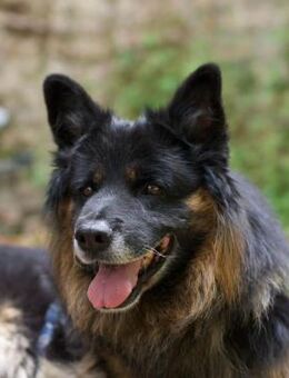 Fröhlicher Bruno sucht seine Menschen - Duisburg