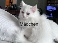 Perser/Maine Coon Kitten abzugeben - Mücke