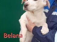 BELANA ❤ sucht Zuhause oder Pflegestelle - Langenhagen