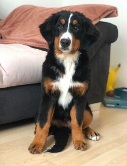 Berner Sennenhund Welpin – 4,5 Monate jung – verspielt & kinderlieb - Augsburg