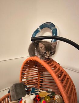 EKH Mischling Kitten Franziska - Nürnberg