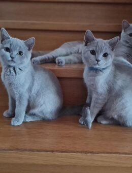 BKH Kitten Abgabebereit - Blaufelden