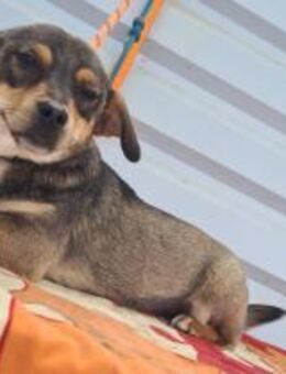 Maddy, Hundeherz sucht Menschenherz - Köln
