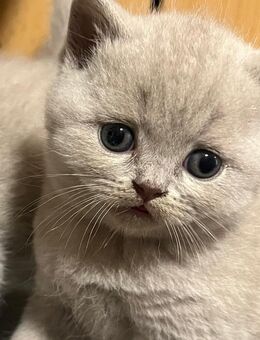 Bkh Babykatze sucht ein liebevolles Zuhause. Junge in Farbe Lilac 💙 - Mainburg