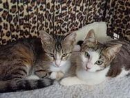 Florence & Kiera aus dem Tierschutz - Grevenbroich
