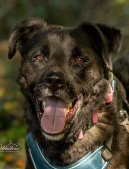 lebhafter Schmusebär Oreo - Kallmünz