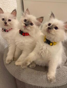 Ragdoll Katzenbabys - Heidelberg