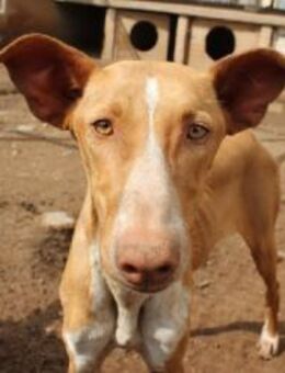 KENTIA-etwas schüchtern u. zurückhaltend - Sulzbach-Laufen