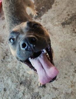 Penny hat stets gute Laune 🐾 - Elsdorf (Nordrhein-Westfalen)