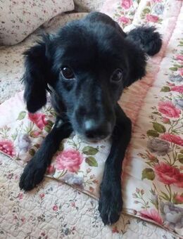 Zsigulina sucht ein Zuhause - Remagen