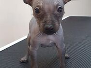 American Hairless Terrier Welpen - Hirschhorn (Pfalz)