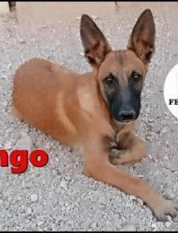 junger Schäferhund Mischling Bongo sucht - Margetshöchheim