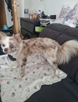 Pomerania - Zeitz