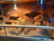 Leopardgeckos + Terrarium - Minden (Nordrhein-Westfalen)