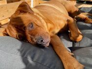 Labrador-Mischling Rose sucht neues Zuhause - Edertal